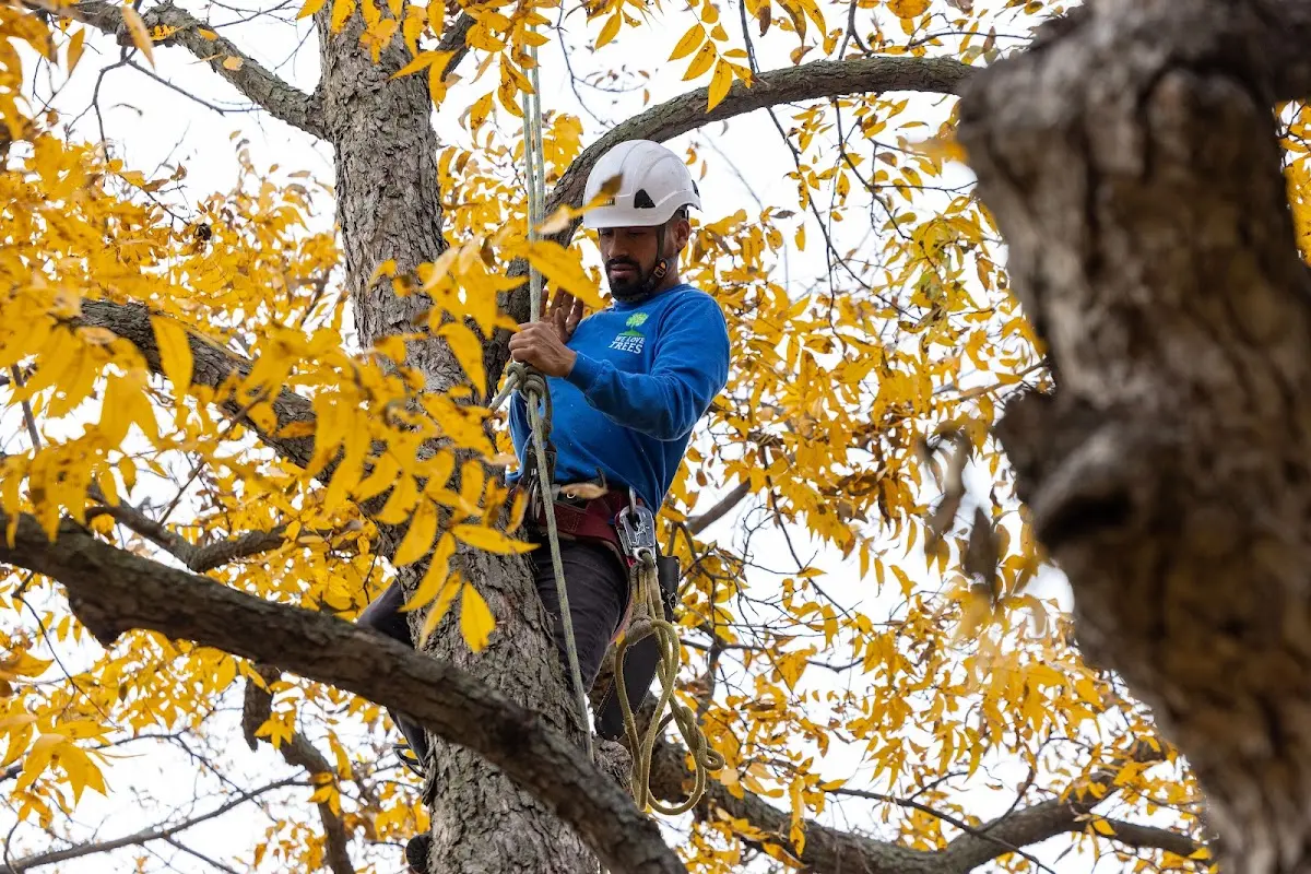 Skilled Tree Planing crew working in Aberdeen